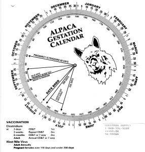 Gestation Calendar Wheel, Alpaca