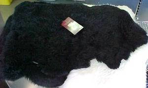 Sheep Skin, Black Shaggie