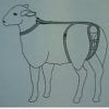 Ewe Prolapse Harness - Image 2