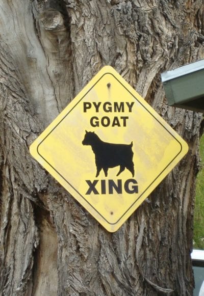 Sign, Pygmy Goat