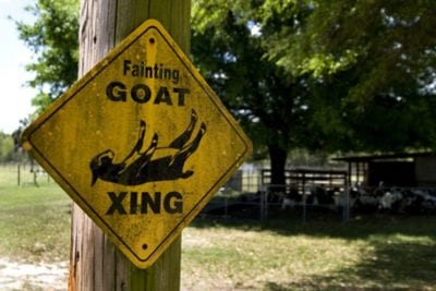 Sign, Fainting Goat