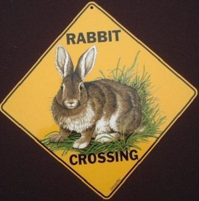 Signs, Rabbit